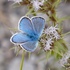 Common blue female (Polyommatus icarus) ♂︎.