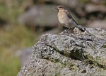 Wheatear portfolio