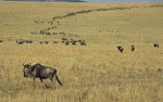 The wildbeest's migration