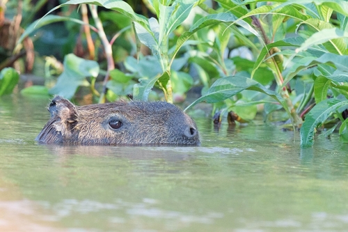 Lots of these we saw swimming across the rivers