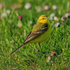 Yellow Wagtail, Farmoor Reservoir, Oxfordshire