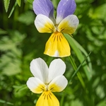 Heartsease (Viola tricolor ssp. subalpina) 