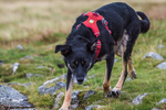 Fellside-3