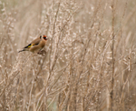 Goldfinch
