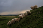 Sheep huddling _S003