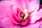 Flower (Pink Begonia) - 6469