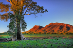 Cazneaux Tree and Wilpena Pound 2 HDR