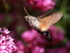 Hummingbird Hawk-moth