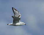 Bonaparte's Gull flying, wings up, Farmoor Reservoir