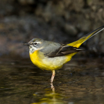 Grey Wagtail