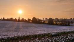 White poppy field sunrise