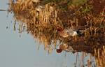 Wigeon