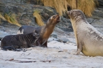 Sea Lion abducting Elephant Seal pup