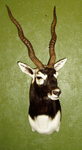 FONTENOT
