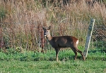 Roe Deer