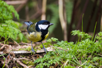 Great Tit in the shrubbery