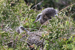 Great Blue Heron nest, Venice Rookery, Florida