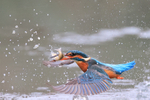 Kingfisher lifts off from pond with fish, Otterbourne