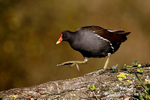 Nature-28