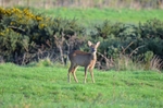 Roe Deer