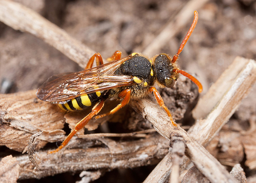 [i]Nomada goodeniana[/i] investigating an [i]Andrena nigroaenea[/i] colony. Warwickshire, April 2012.