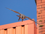Peregrine Falcon - Falco peregrinus