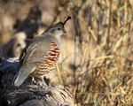 Gambel's Quail (female) standing on log, Bosque del Apache, New Mexico