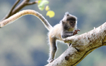 Silver leaf monkey