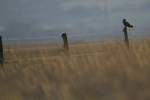 SHORT EARED OWL / REF SEO 10