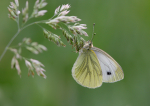 Green-Veined White