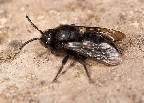 This is the dark form of the female. Warwickshire, April 2012.