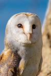 barn owl tyto alba-7841