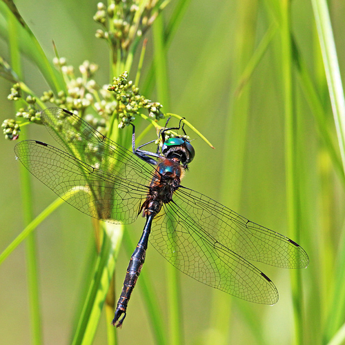 Brush-tipped Emerald (male)