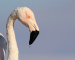 Chilean Flamingo portrait, Laguna Chaxas, Chile