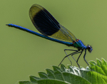 Banded Demoiselle
