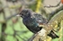 Starling