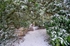 Snowy path at Cockington