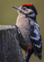 WOODPECKER CHICK