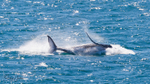 Whale Breach 2