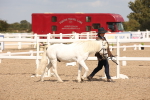 SBM_03740