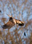 Red Kite