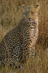 Leopard on the Lookout