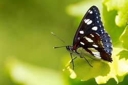Vercors Butterflies portfolio