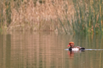 Red-crested Pochard (male), Tar Lakes, Oxfordshire
