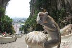 Long Tail Macaque sat outside a temple in Malaysia.