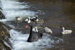 Black Swan and cygnets at the weir Dawlish 4