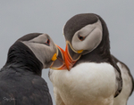 Puffen Love 1