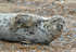 Common Seal