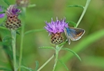 Common Blue