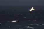 Gannet flies past Strathy Point, Caithness, Scotland